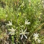 Ornithogalum narbonense Flower