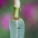 Paspalum distichum Leaf