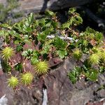 Ribes roezlii Habit