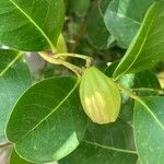 Chrysobalanus icaco Fruit