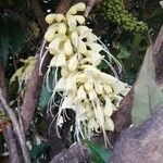 Oxera sulfurea Virág
