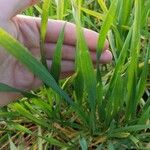 Triticum aestivum Leaf