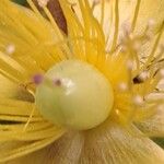 Hypericum balearicum Blüte