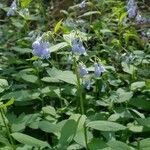 Mertensia paniculata Flower