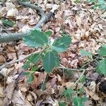 Ilex aquifolium Folio