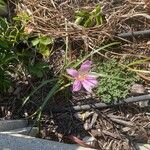 Zephyranthes carinata Flower