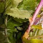 Brassica juncea बार्क (छाल)