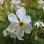 Narcissus poeticus Flor