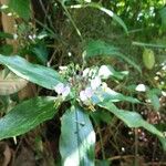 Pollia japonica Цветок
