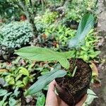 Philodendron bipennifolium Foglia