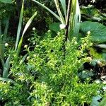Symphyotrichum pilosum 形態
