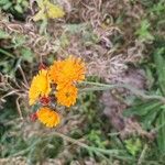 Pilosella guthnikiana Flower