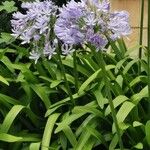 Agapanthus campanulatus Virág