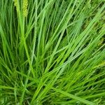 Carex vulpinoidea Leaf