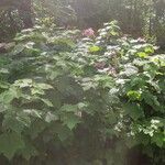 Rubus odoratus Elinympäristö