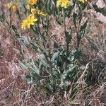 Crepis occidentalis Habit