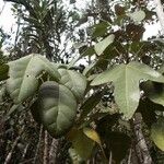 Acropogon paagoumenensis Hábito