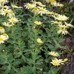 Argyranthemum maderense Annet