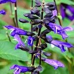 Salvia patens Кветка