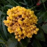 Berberis aquifolium 花