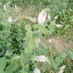 Mentha longifoliaHostoa