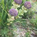 Sedum anacampseros Habit