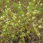 Apium graveolens ശീലം