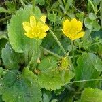 Ranunculus bullatus Цветок