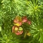 Euphorbia cyparissias Frukt