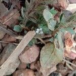 Strobilanthes reptans Flor