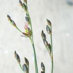 Juncus gerardi অন্যান্য