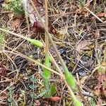 Erodium botrys Fruto