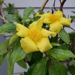 Hibbertia scandens