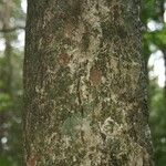 Pradosia ptychandra Bark