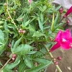 Ipomoea horsfalliaeFlower