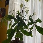 Pachira aquaticaHedelmä