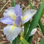 Iris ensata Λουλούδι