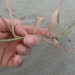 Phragmites karka Leaf