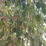 Ficus benjamina Deilen