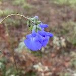 Salvia azurea 花