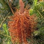 Banksia ericifolia Blomst