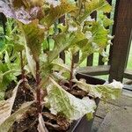 Lactuca sativa 整株植物