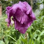 Tulipa lortetii Virág