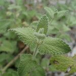Nepeta parnassica Leaf