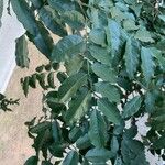 Myroxylon balsamum Leaf