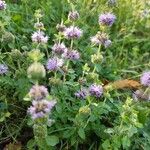 Mentha pulegium Fiore