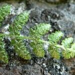 Woodsia ilvensis Feuille