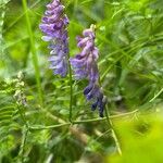 Vicia craccaKvět