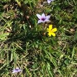 Sisyrinchium rosulatum Fiore