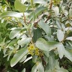 Elaeagnus commutata Frunză